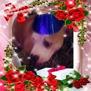 Meet your Posher, Zen